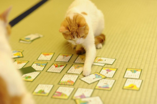 Illustration for article titled Cats Are the Cutest Guides to Japan